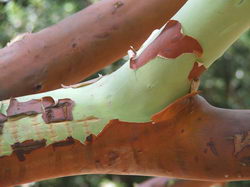 �������� ���� ������������ �������������
